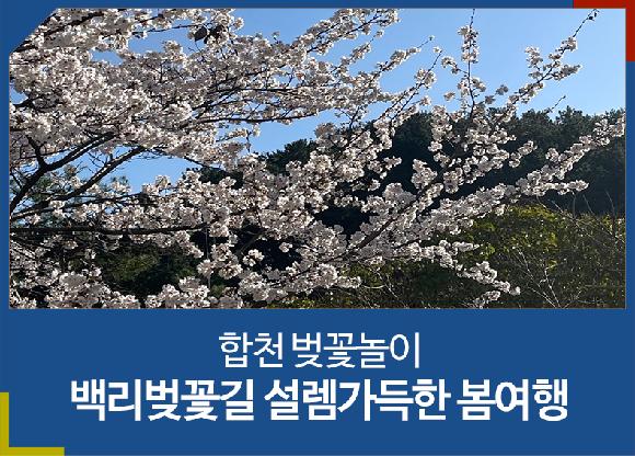 합천 벚꽃놀이 백리벚꽃길 설렘가득한 봄여행의 파일 이미지