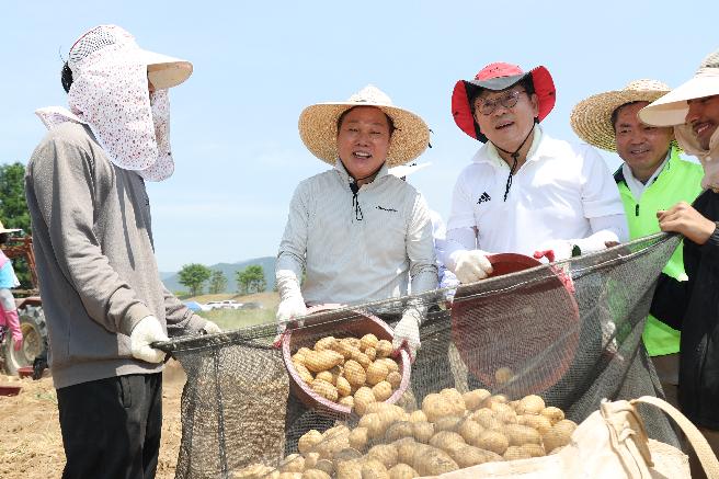 박완수 도지사, 감자수확 농촌일손돕기 참여